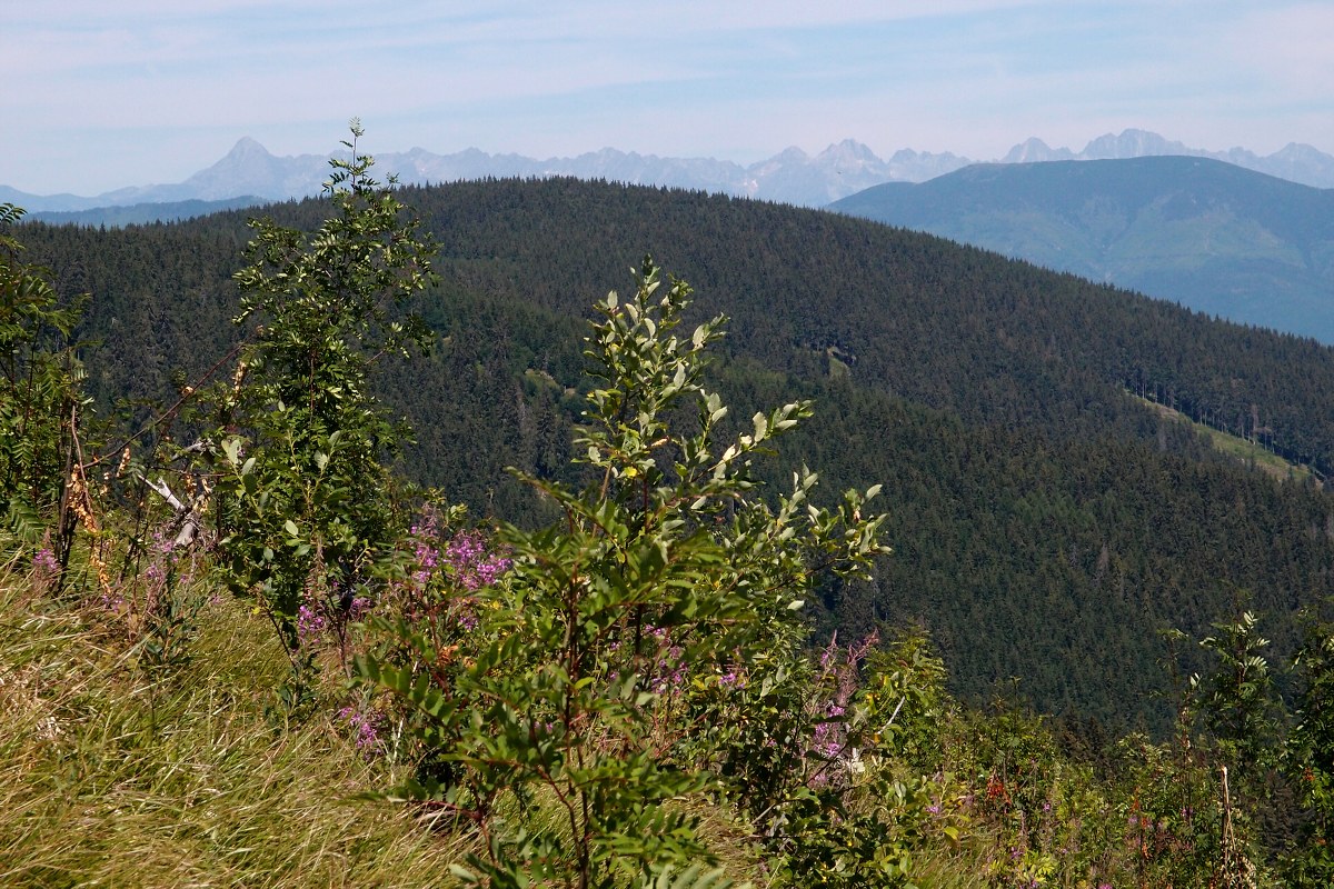 img00011.jpg
